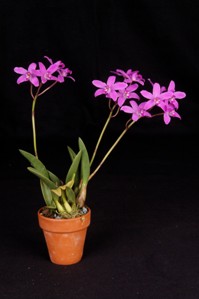 Cattleya ghillanyi Diamond Orchids HCC/AOS 77 pts. Plant